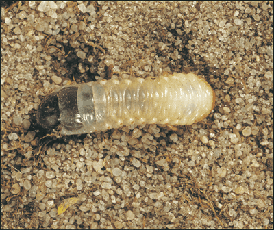 Identify and Control White Grubs